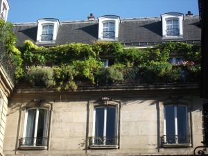 12. Splendide balcon avec glycine, rosiers, lavandes, rue des Tournelles