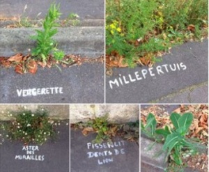 21. Sauvages des trottoirs identifiées par l'association belle de Bitume à Nantes